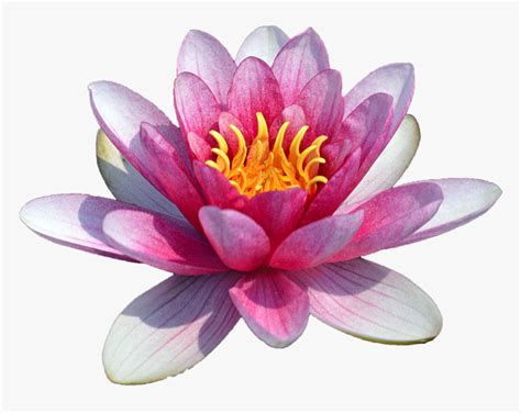 Pink Water Lily Clipart The Cliparts Png Water Lily Flower Png