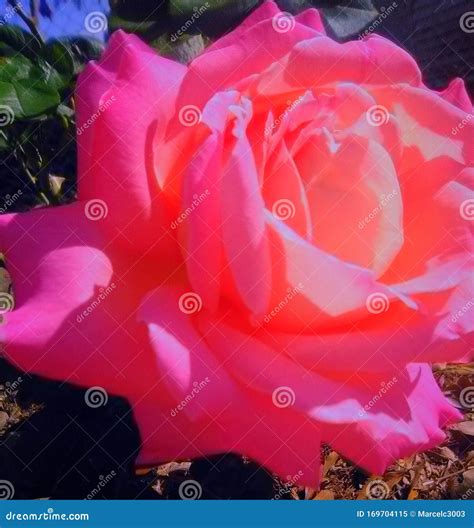 Heavenly Rose of Blossoming Love Stock Image - Image of growing, branch