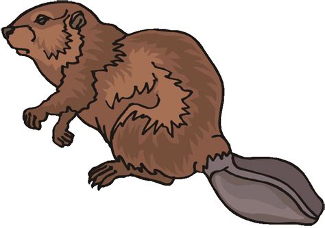 Beaver Clipart Fur Trade Beaver Fur Trade Transparent Free For