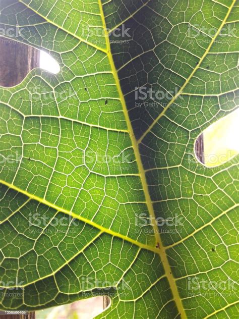 Papaya Leaf Fiber Is Bright Green In The Sun Stock Photo Download