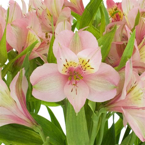 Peruvian lily rainbow bouquet of alstroemeria in yellow, purple, orange, red and hot pink in a clear vase with a pretty ribbon bow. Tickled Pink Wholesale Peruvian Lilies