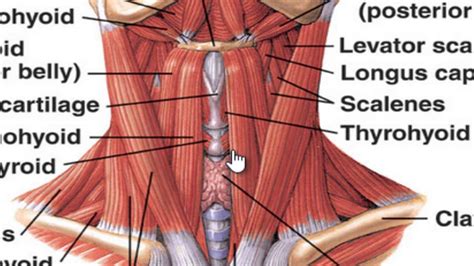 Several other muscles of the back also extend up to the neck region and are partly connected with the cervical part of the vertebral column, including the trapezius, levator scapulae, splenius, iliocostalis, longissimus, rotatores, semispinalis, interspinales, and intertransversarii muscles. The muscles of the neck - YouTube