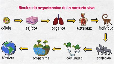 Top 151 Niveles De Organizacion De La Materia Con Imagenes