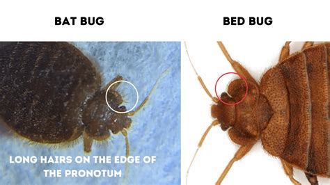 Bat Bug Vs Bed Bug A Guide With Photos Doctor Sniffs