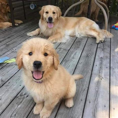 He'll be 4 months old next weekend and he loves everyone he meets! Golden Retriever Puppies For Sale | Michigan City, IN #335139