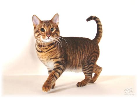 For Sale Toyger Cats For Sale Toyger Cats Up For Stud Toyger Breeders