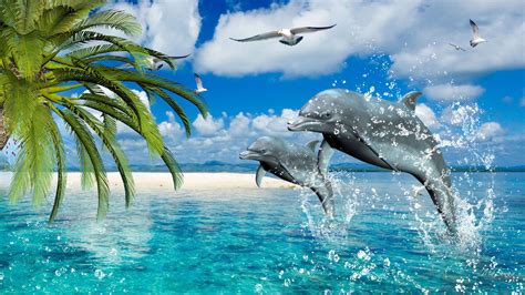 74 Dolphin Backgrounds On Wallpapersafari