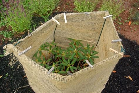 A burlap wrap protects the foliage from cold dessication and minimizes winter damage. Canoe Corner: Autumn Garden Chores