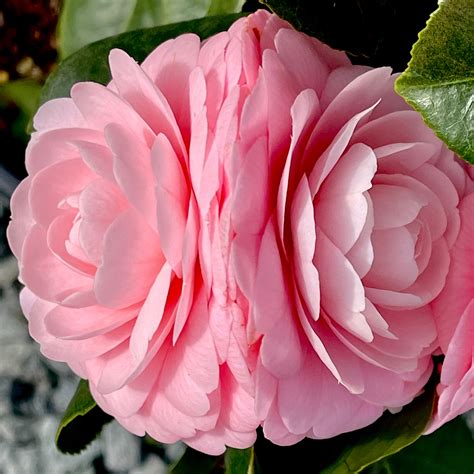 Camellia Japonica Pink Perfection