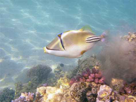 Arabian Picasso Triggerfish Makadi Bay Egypt August 2010 Flickr