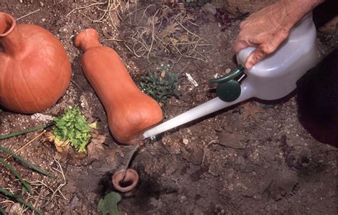 Water Irrigation In The Garden ~ Repurposing Milk Jugs As Ollas