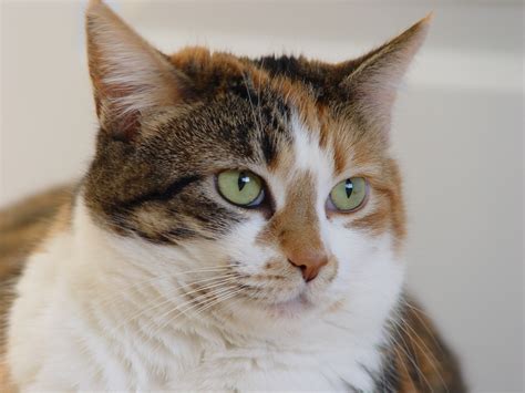 Calico Tabby Cat Biological Science Picture Directory