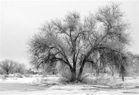 Winter Tree Stock Photo Image Of Winter Freezing Black 77531568