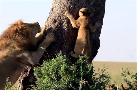 Animal Sighting Lion Cubs Copy Their Dad Video