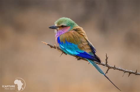 12 Tips On Bird Photography Africa Geographic