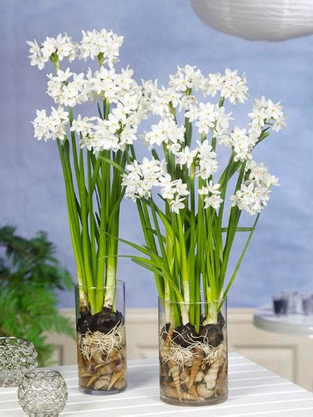 This dependable white bloom prefers moist, rich soil in full sun or partial shade. Paperwhite Bulbs - Indoor Narcissus | DutchGrown