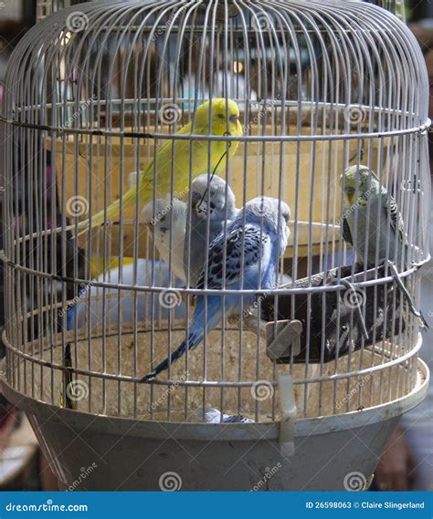 Caged Birds Stock Photos Image 26598063