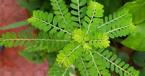 Phyllanthus Niruri Benefits Uses And Risks