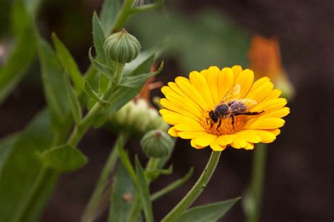 Arzneimittel aus den ringelblumen entspannt sichglatte muskulatur der organe, insbesondere verdauung (darm heilpflanze löwenzahn. Wie ist die Tinktur von Calendula aus Akne und Salbe, die ...