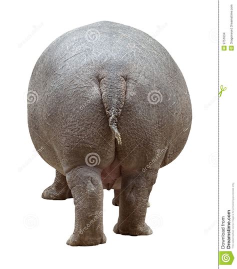 Hippopotamus Back Cutout Stock Images - Image: 9751634