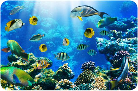 Habitat definition biology can be defined as an ideal space wherein a particular species lives, grows, adapts and reproduces. Aquatic Biomes ( Read ) | Biology | CK-12 Foundation
