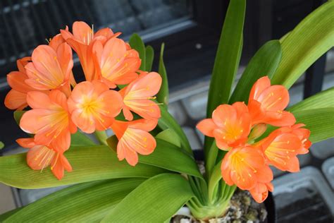 How And When To Divide Clivias In Australia Ultimate Backyard