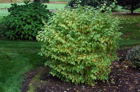 To keep the size of the plant in check and to encourage the most colourful. Cornus sanguinea 'Midwinter Fire' | Landscape Plants ...