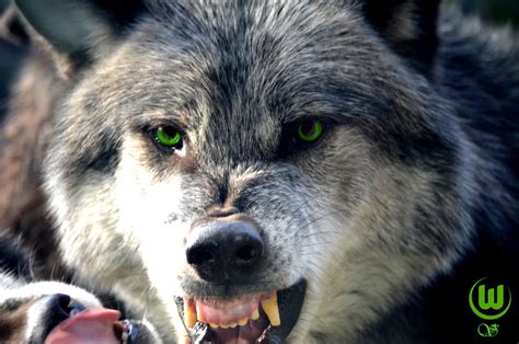 Angry Wolf By Himbeertraum On Deviantart