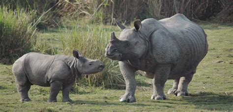 Rise In One Horned Rhino Population At Kaziranga National Park
