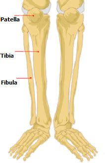 The talus bone or ankle bone is connected superiorly to the two bones of the lower leg, the tibia and fibula, to form the ankle joint or talocrural joint; Lower leg pain after exercise | Total Health