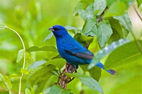 Indigo bunting and its brilliant blue coloring can be seen in our area ...