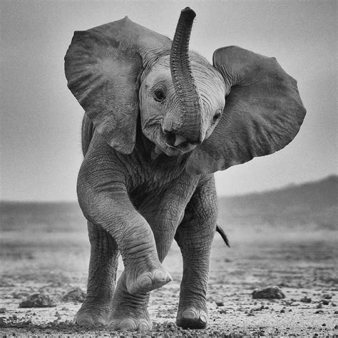 Képtalálat A Következőre „baby Elephant Black And White Photography