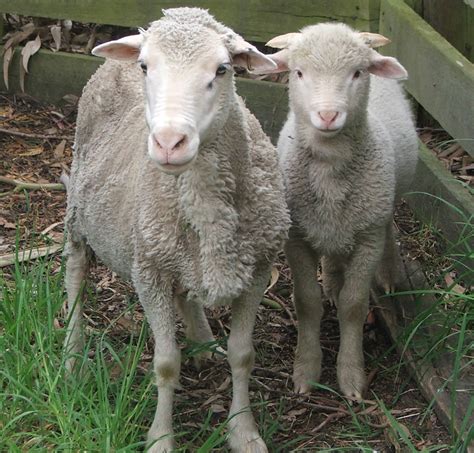 Pin By Pjuergy On Sheep Lamb Goat Ewe Dog Cat Sheep And Lamb Lamb