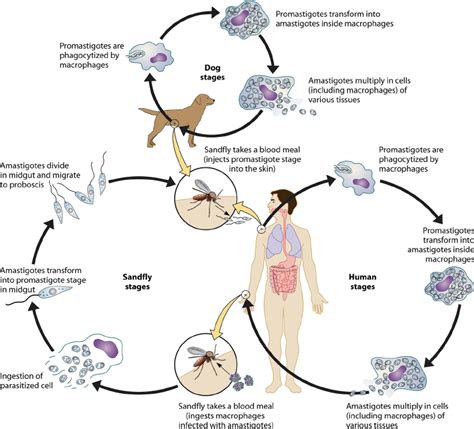 Leishmaniasis Life Cycle Diagram