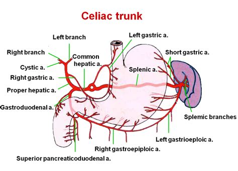 Celiac Trunk Branches Diagram Blood System Pinterest Celiac