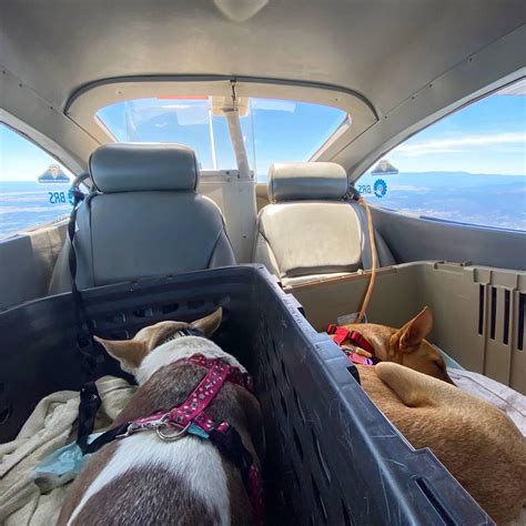 Recently Flew These Two Rescue Pups As Part Of A Relay From Mexico To Seattle To Their Forever