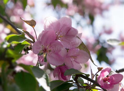 Pink flowers that grow on trees. Pink Flowers On The Branches Of Fruit Trees Stock Photo ...