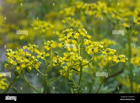 Ruta Flower Hi Res Stock Photography And Images Alamy