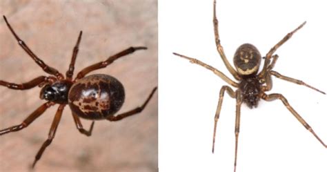 False Widow Spider Bites On The Rise In Ireland Herie