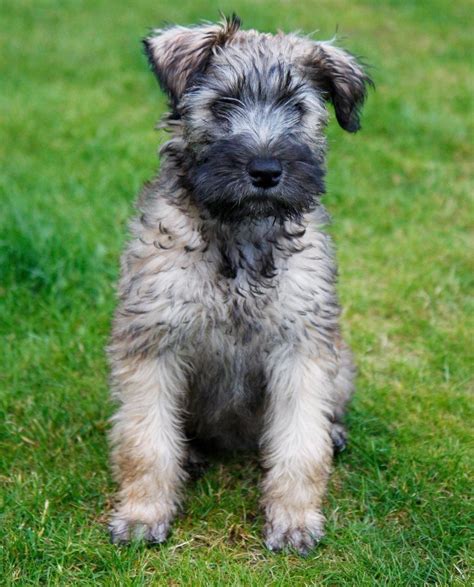 Reserved puppies will be moved to the reserved females page. Irish Soft Coated Wheaten Terrier puppies for sale ...