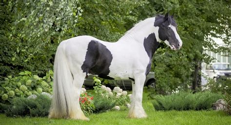 5 Native Irish Horse Breeds