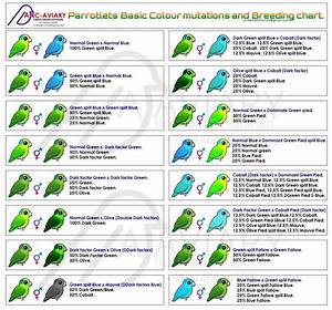 Pacific Parrotlets Basic Colour Mutation And Chart Http