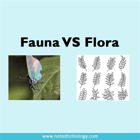 Flora And Fauna Definition Classification Examples