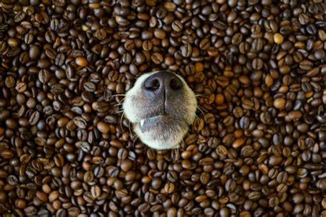 Dogs Drinking Coffee A Habit Your Dog Should Give Up