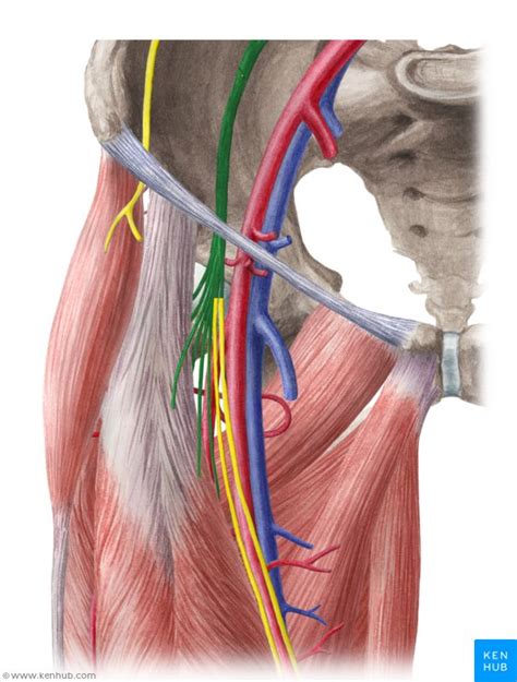 Femoral Nerve Nervus Femoralis Femoral Nerve Nerve Conduction