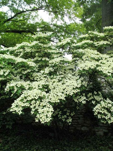 There are 9 korean dogwood for sale on etsy, and they cost $100.40 on. Cornus kousa var. chinensis 'Milky Way' | Kiefer Nursery ...