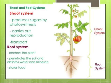 The Function And Structure Of The Root System In The Plant Science Online