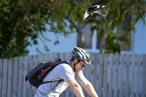 When Magpies Attack Swooping Season Starts On The Coast Sunshine