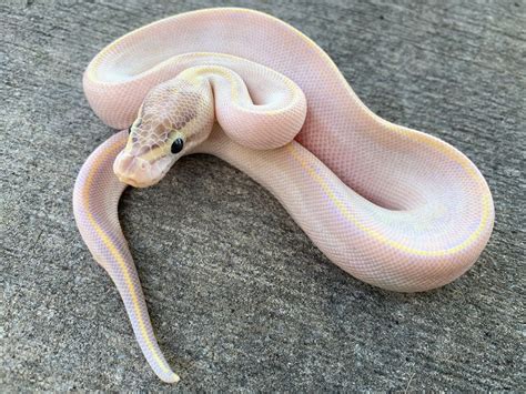 Albino Champagne Ball Pythons For Sale Snakes At Sunset