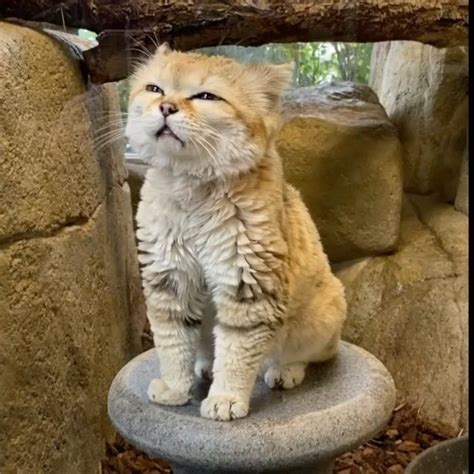 It May Be National Dog Day But Did You Know Sand Cats Have A Range Of
